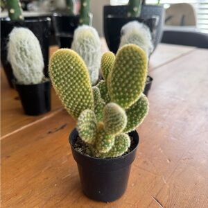 Bunny Ears Cactus!! Two plants in one pot!! Perfect Gift or Decor
